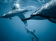 开云Kaiyun官网入口-邵化谦：重罚过后CBA从此变干净？